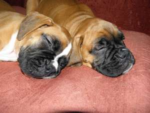 VAND PUI BOXER GERMAN 0724855825