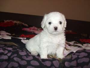 Vand Bichon Bolognese