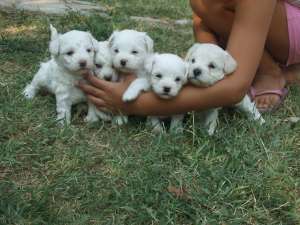 Vand Bichon Bolognese