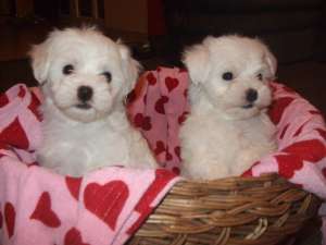 Vand Bichon Bolognese
