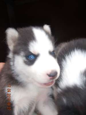 Vand pui husky siberian