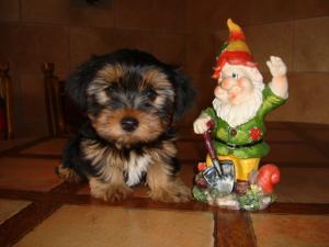 Vand pui YORKSHIRE TERRIER