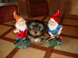 Vand pui YORKSHIRE TERRIER