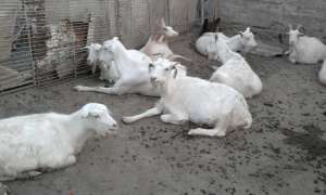 vand turma de 14 capre cu lapte + 9 iedute 10.000 ron