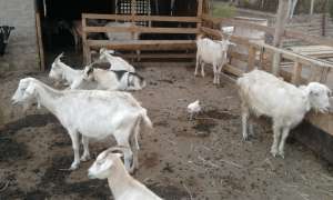vand turma de 14 capre cu lapte + 9 iedute 10.000 ron