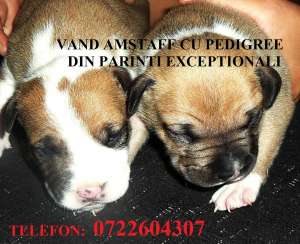 VAND CATEI AMSTAFF CU PEDIGREE !!!!!!!!!!!!!!!