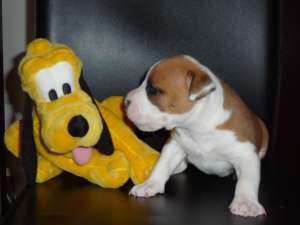 VAND CATEI AMSTAFF CU PEDIGREE !!!!!!!!!!!!!!!