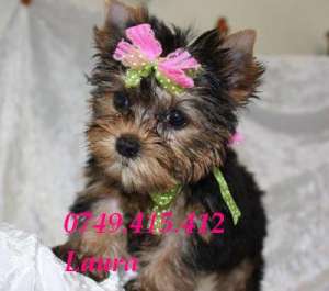 yorkshire terrier toy de vanzare
