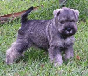 schnauzer pitic de vanzare