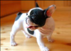 Pui Buldog Francez de vanzare