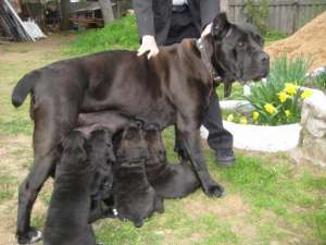 Pui Cane Corso de vanzare