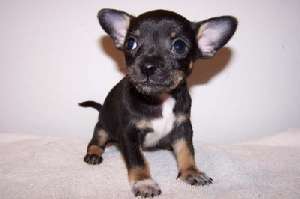 Pui CHIHUAHUA de vanzare