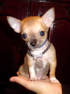 Pui CHIHUAHUA de vanzare
