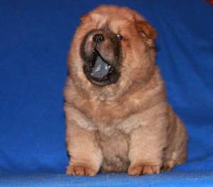 Pui chow-chow de vanzare
