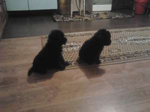 Vnad catei canis culoare crem si negru ,  rasa pura(judetul dolj,  oras segarcea)