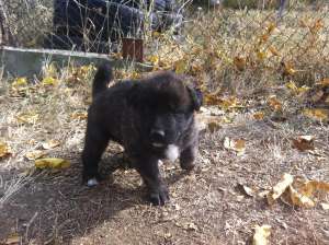 Metis Akita Inu