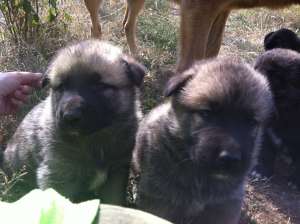 Metis Akita Inu