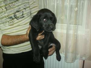catel labrador