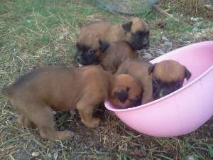 vand pui boxer german