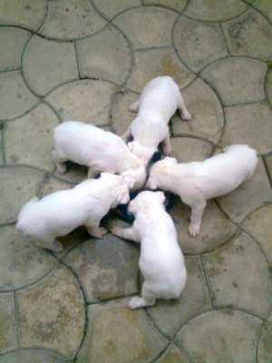 Pui Bull Terrier de Vanzare