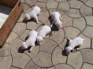 Pui Bull Terrier de Vanzare