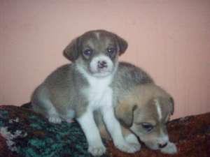 Jack russell terrier talie mica