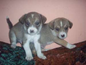 Jack russell terrier talie mica