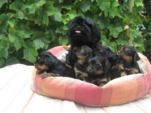 Catei Yorkshire Terrier de vanzare