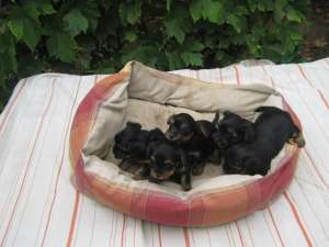 Catei Yorkshire Terrier de vanzare