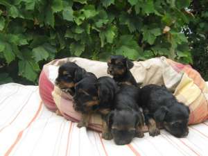Catei Yorkshire Terrier de vanzare
