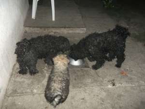 Catelus puli unguresc