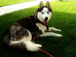 Am pierdut un mascul Husky Siberian!