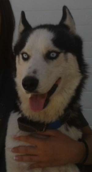 Am pierdut un mascul Husky Siberian!