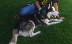 Am pierdut un mascul Husky Siberian!