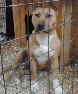 vand pui amstaff