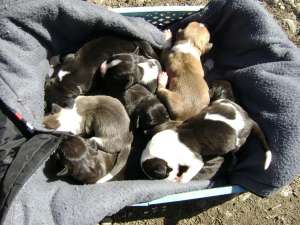 vand pui amstaff