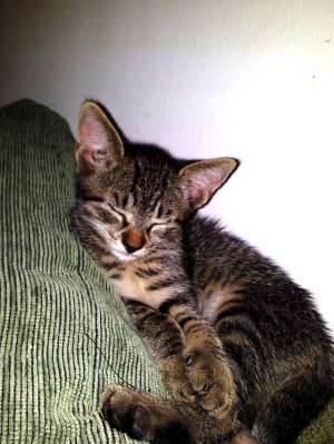 Dau spre adoptie 2 pisicute