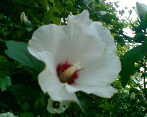 VAND HIBISCUS SYRIACUS
