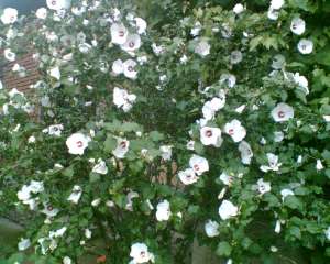 VAND HIBISCUS SYRIACUS
