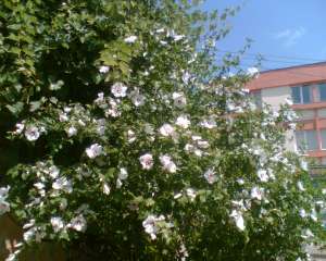 VAND HIBISCUS SYRIACUS