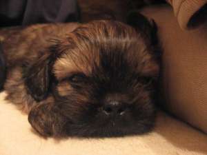 Vand catel Shih-Tzu
