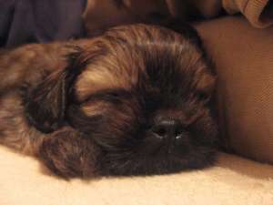 Vand catel Shih-Tzu