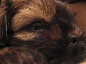 Vand catel Shih-Tzu