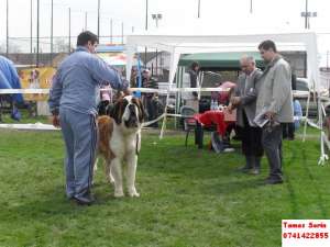 Vand catei saint bernard cu pedigree
