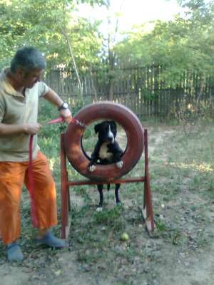 Dresaj canin