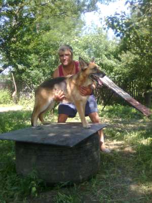 Dresaj canin