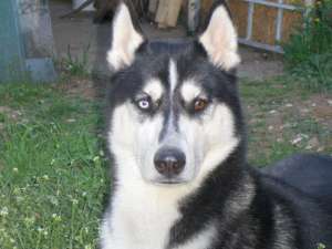 Mascul husky pentru imperechere