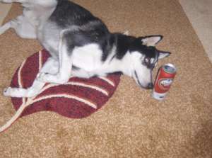 Mascul husky pentru imperechere