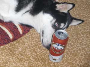 Mascul husky pentru imperechere