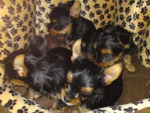vand yorkshire terrier toy